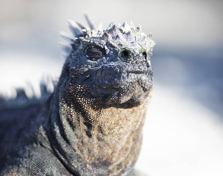 Wildlife on the Galapagos Islands. Wildlife on the Galapagos Islands.