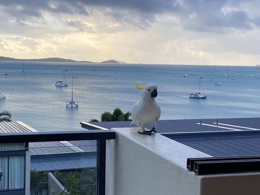 A visitor at Mirage Whitsundays. Picture: Kate Cox A visitor at Mirage Whitsundays. Picture: Kate Cox