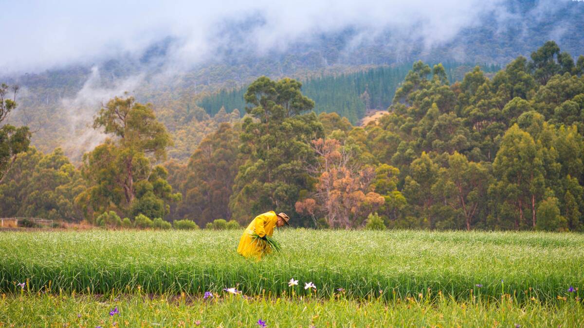 Cygnet in Tasmania is a glorious place to visit in low season. Picture by Tourism Tasmania