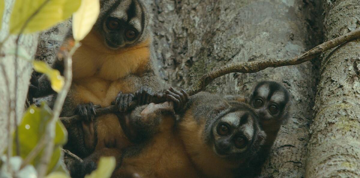 Musmuki monkeys in Peru. Musmuki monkeys in Peru.