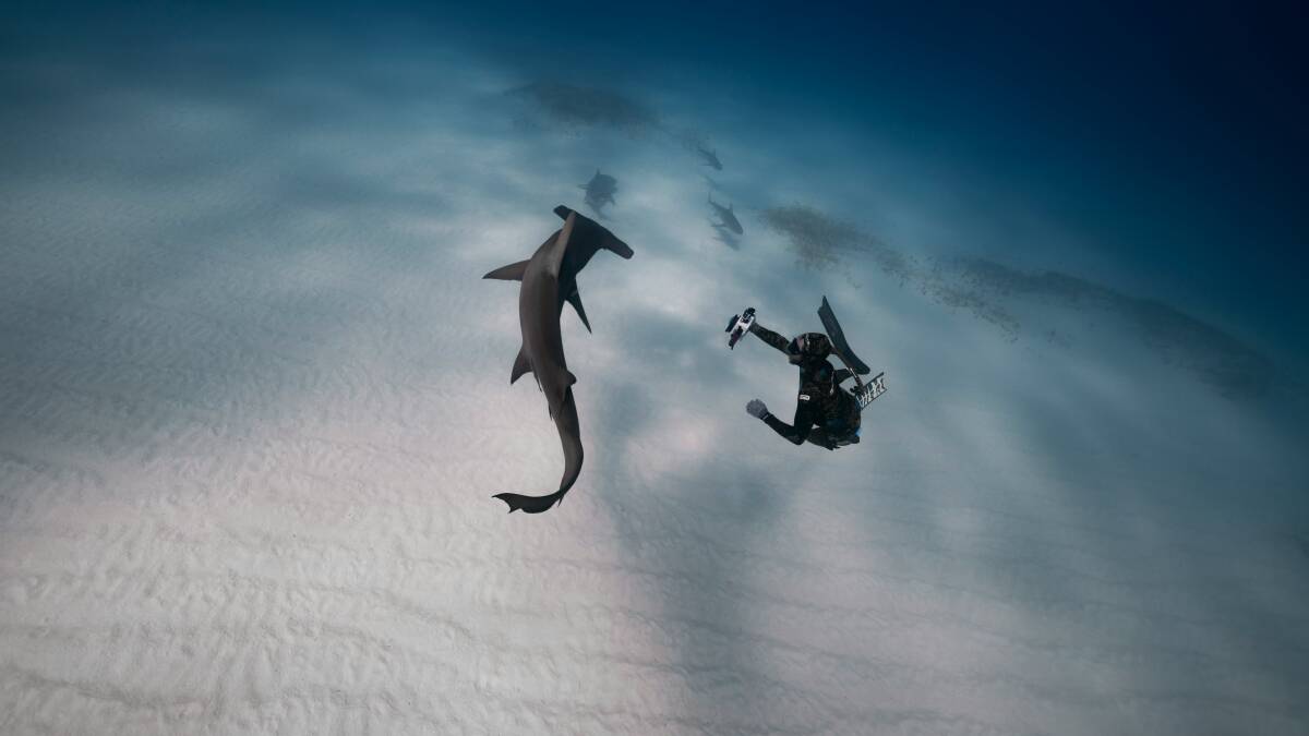 Swimming with a shark. Picture by Unsplash