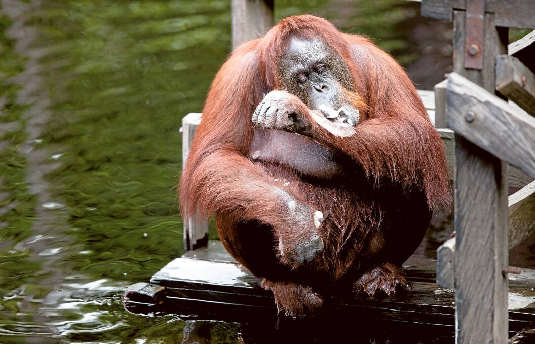 An orangutan in Camp Leakey. Picture: Shutterstock