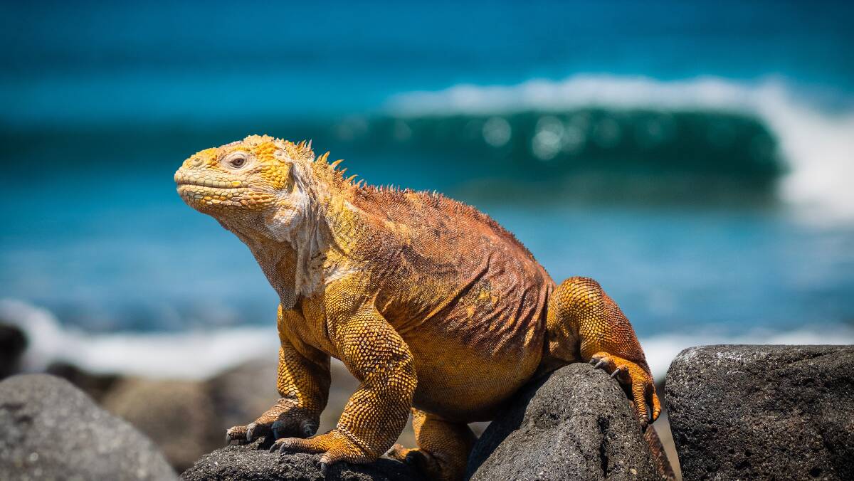 Lindblad Expeditions is teaching kids the art of exploration in places such as Galapagos islands. Lindblad Expeditions is teaching kids the art of exploration in places such as Galapagos islands.