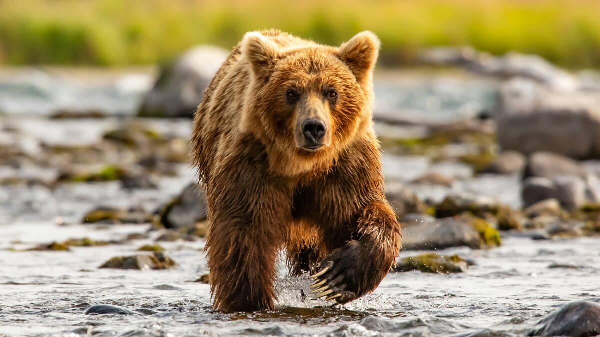 Feasts and beasts: Four incredible experiences you can only have in Alaska Feasts and beasts: Four incredible experiences you can only have in Alaska