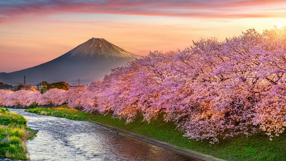 Ultimate guide to cherry blossoms in Japan: When and where to go in 2024 Ultimate guide to cherry blossoms in Japan: When and where to go in 2024