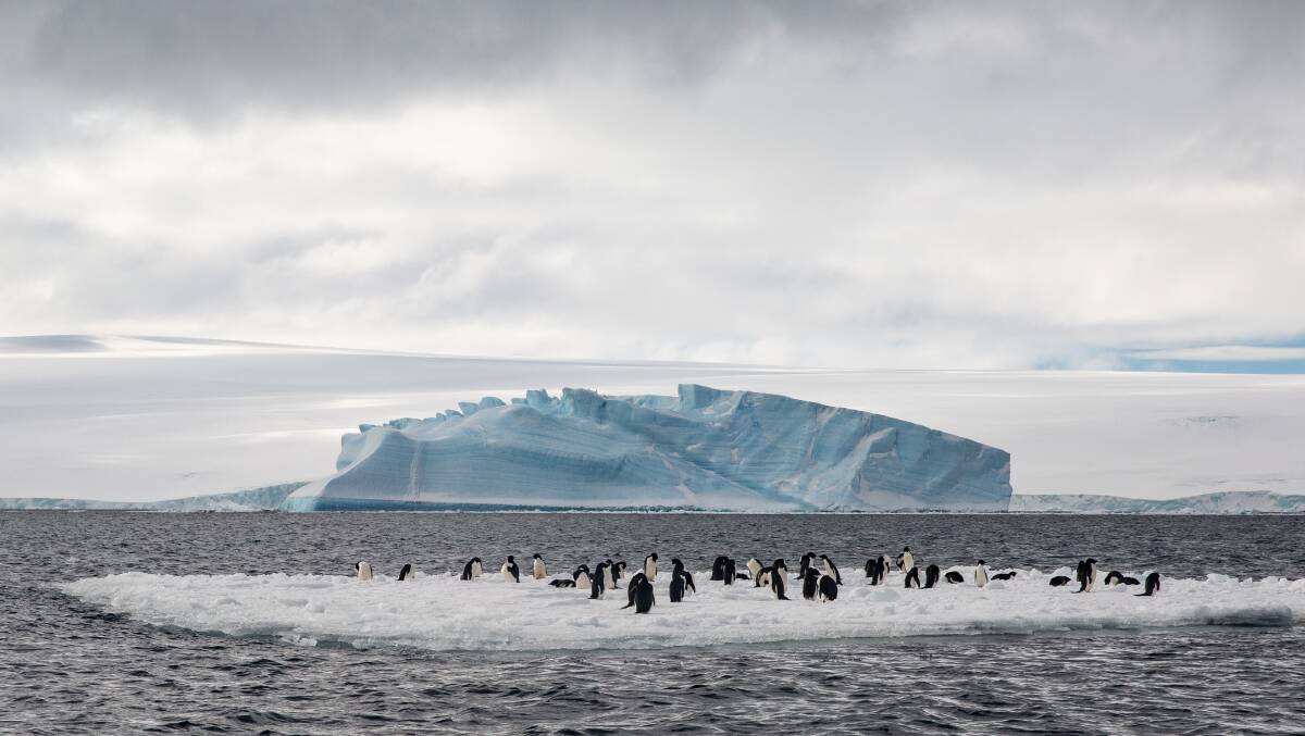 Floating penguins. Picture: Kate Cox Floating penguins. Picture: Kate Cox