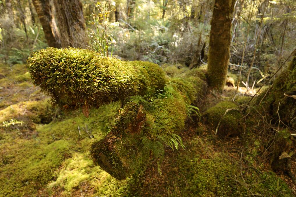 Moss-embossed trees and lavish ferns. Picture by Daniel Scott