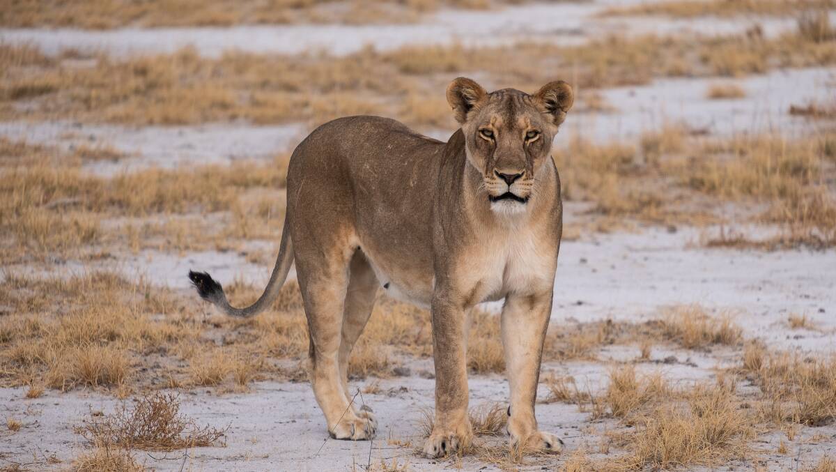 A curious lioness. Picture: Narina Exelby A curious lioness. Picture: Narina Exelby