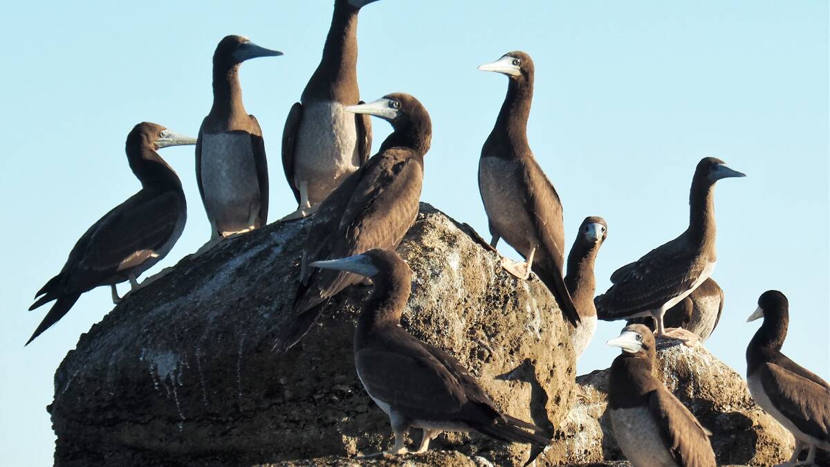 Visit Lacepede Islands as part of Coral Expeditions' Kimberley cruise. Visit Lacepede Islands as part of Coral Expeditions' Kimberley cruise.