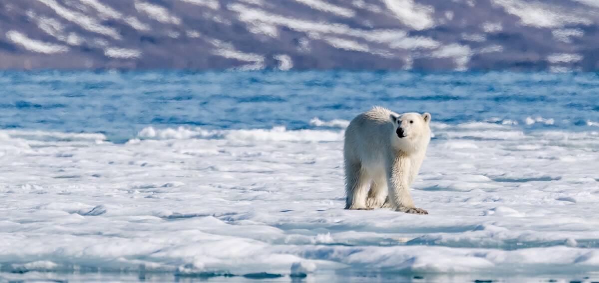 An Arctic adventure with Aurora Expeditions. An Arctic adventure with Aurora Expeditions.
