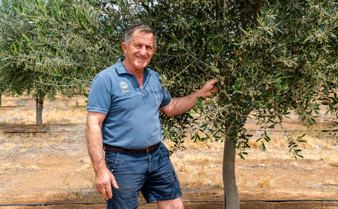 Frank DalBon of Morella Grove. Picture by Michael Turtle Frank DalBon of Morella Grove. Picture by Michael Turtle