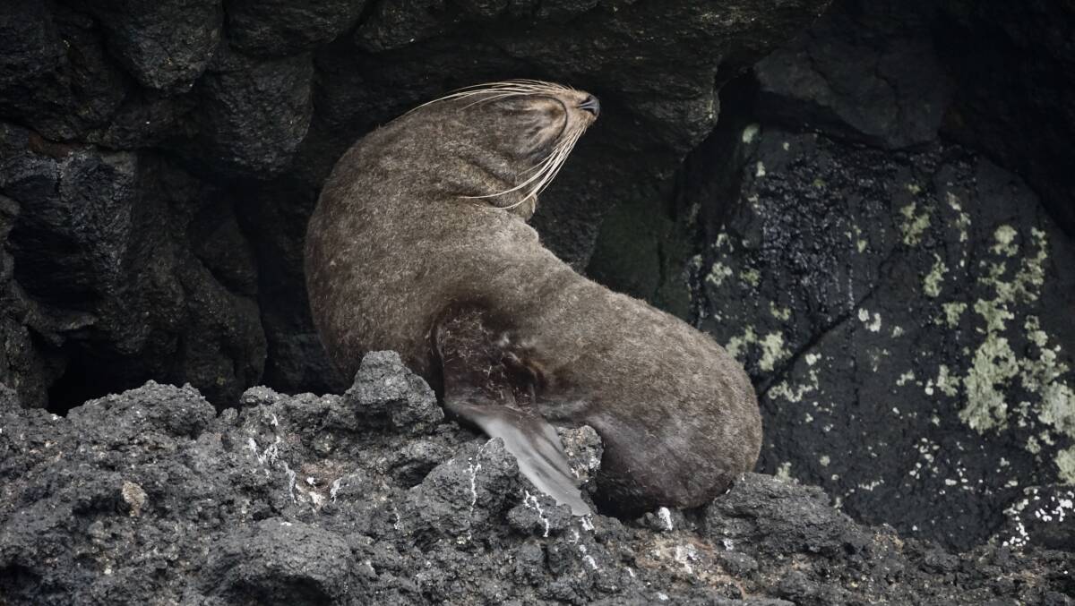 A New Zealand fur seal. Picture: John-Paul Moloney A New Zealand fur seal. Picture: John-Paul Moloney