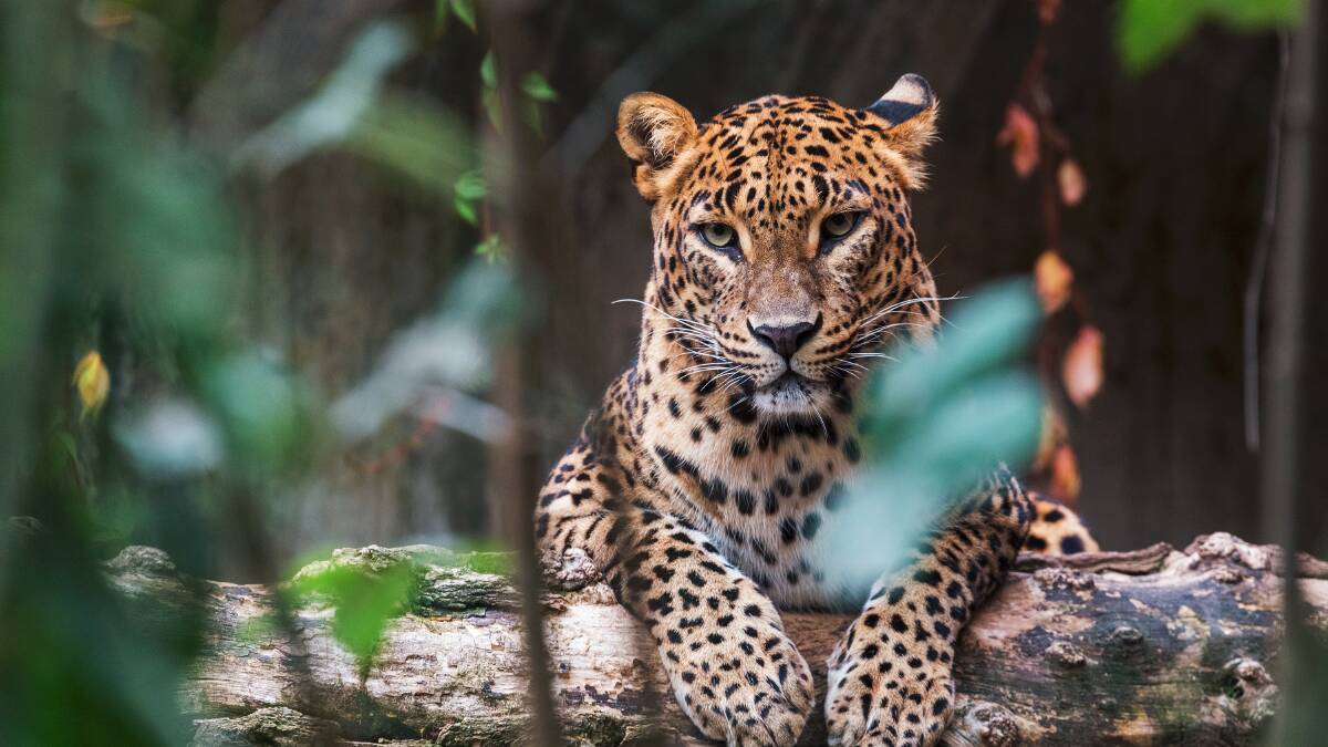 Ethical ways to interact with wildlife when travelling overseas Ethical ways to interact with wildlife when travelling overseas