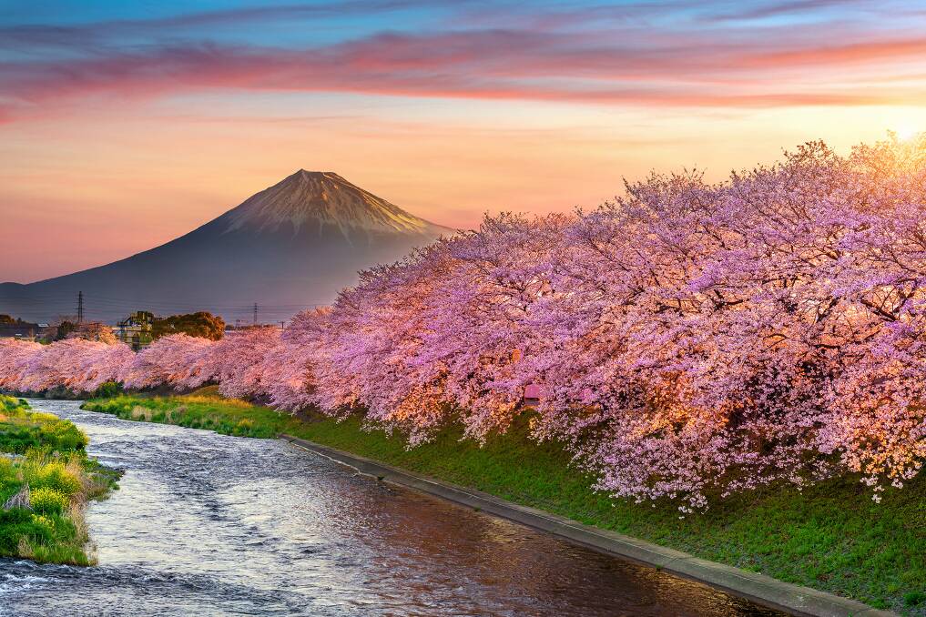 Cherry blossoms against the backdrop of Mount Fuji. Picture: JNTO Cherry blossoms against the backdrop of Mount Fuji. Picture: JNTO