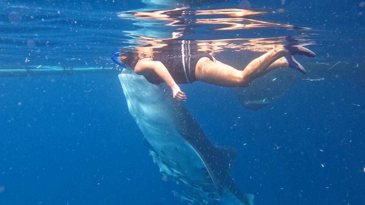 For your bucket list: Wild encounters in Raja Ampat Islands