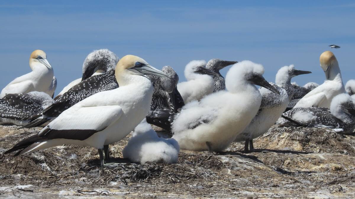 Gannets. Picture: Helen Hayes Gannets. Picture: Helen Hayes
