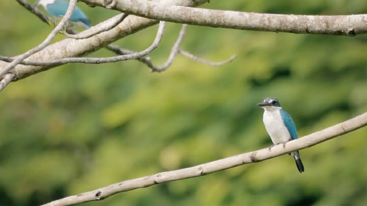 A collared kingfisher.