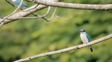 A collared kingfisher.