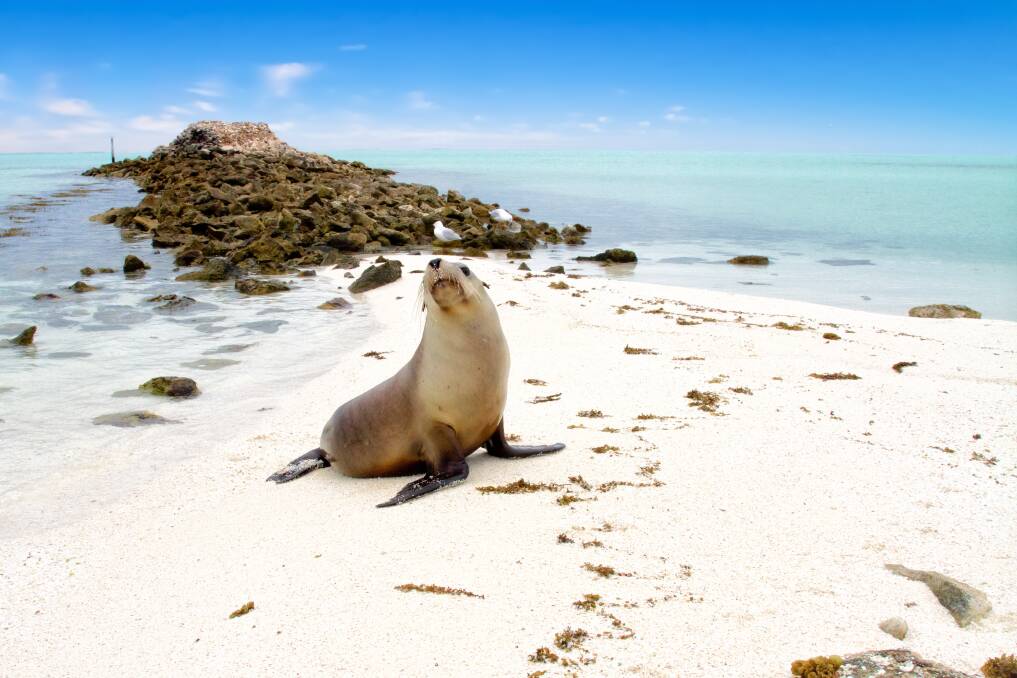 A seal on an Abrolhos Islands beach. A seal on an Abrolhos Islands beach.