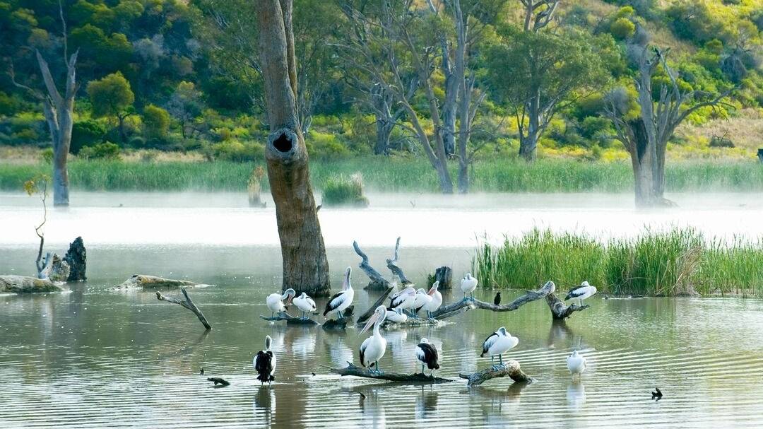Riverland region in South Australia. Picture: SATC Riverland region in South Australia. Picture: SATC