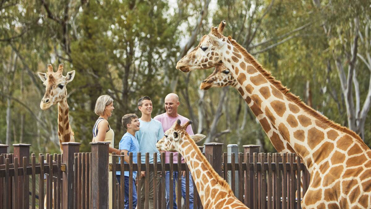 Wildlife at Dubbo's Taronga Western Plains Zoo. Picture: Destination NSW Wildlife at Dubbo's Taronga Western Plains Zoo. Picture: Destination NSW