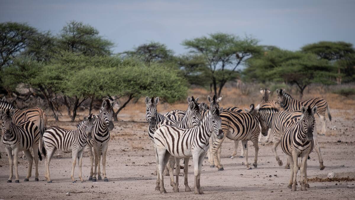 A dazzle of zebras. Picture: Narina Exelby A dazzle of zebras. Picture: Narina Exelby