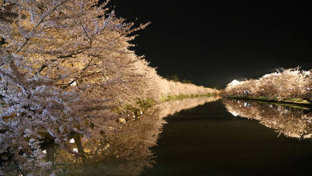 Cherry blossoms at night in Aomori Prefecture's Hirosaki Park. Picture: JNTO Cherry blossoms at night in Aomori Prefecture's Hirosaki Park. Picture: JNTO