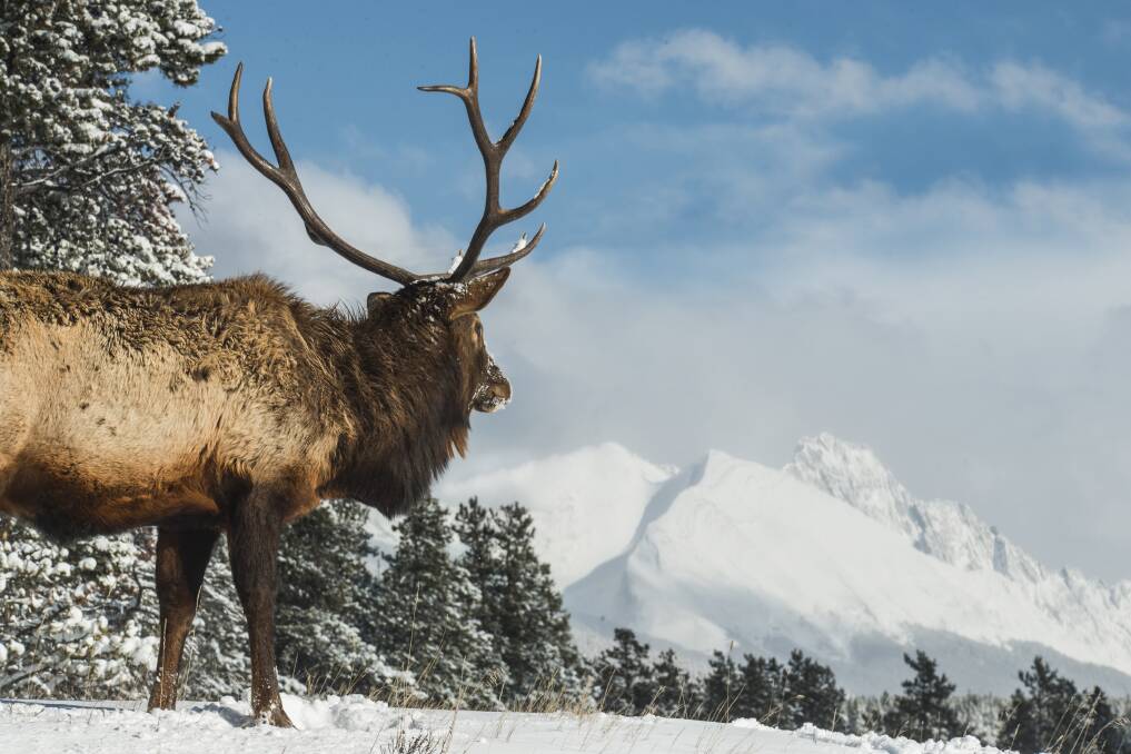 An elk against the backdrop of snow-capped mountains in Alberta, Canada. Picture: Getty Images An elk against the backdrop of snow-capped mountains in Alberta, Canada. Picture: Getty Images