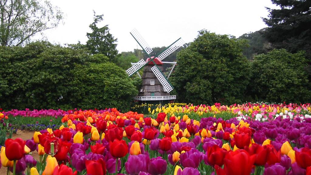 The Tesselaar Tulip Festival in Silvan.