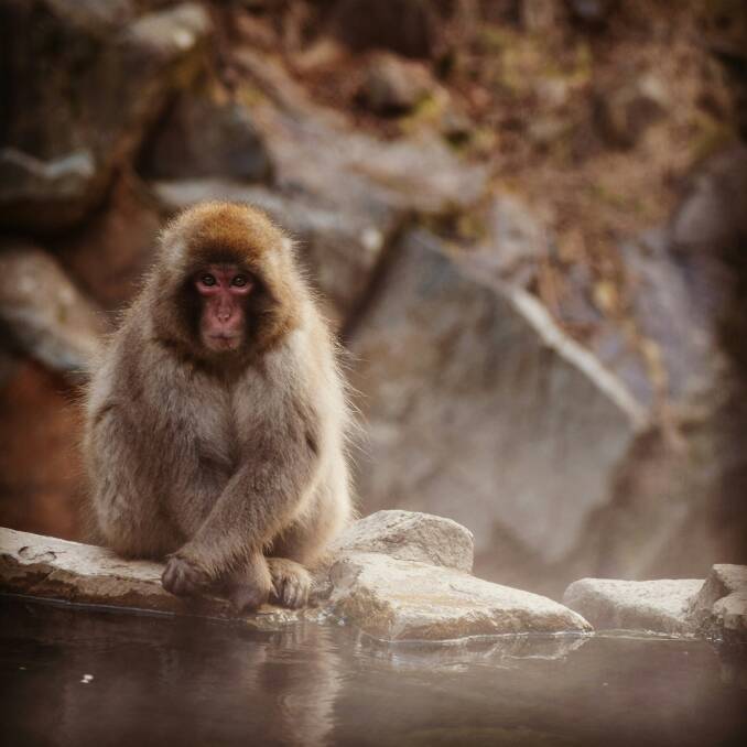Even the macaques love the onsens of Japan. Picture: Unsplash/Katharine Crompton Even the macaques love the onsens of Japan. Picture: Unsplash/Katharine Crompton