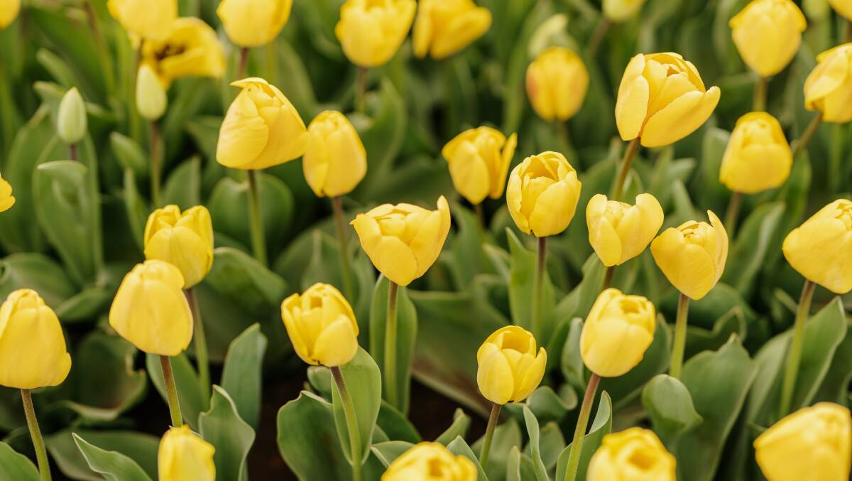Table Cape Tulip Farm. Picture: Tourism Tasmania