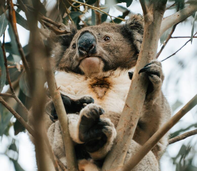 Look up to see locals. Look up to see locals.