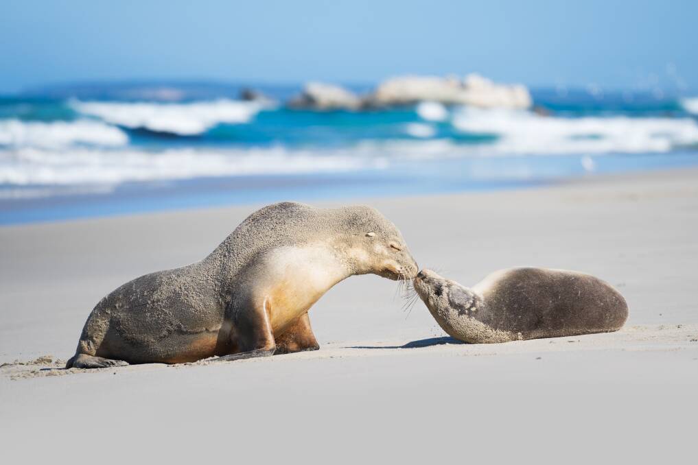 Seal Bay Conservation Park on Kangaroo Island. Picture by SATC Seal Bay Conservation Park on Kangaroo Island. Picture by SATC