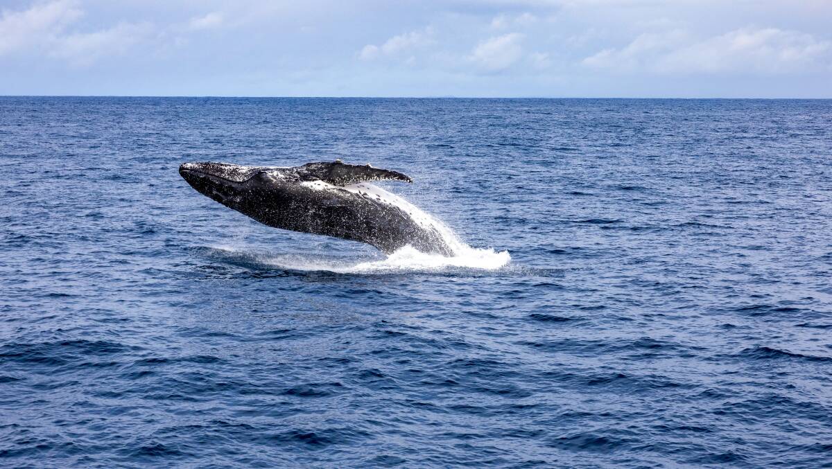 Whale-watching in Queensland. Picture by The Edit Suite Whale-watching in Queensland. Picture by The Edit Suite