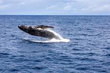 Whales are back in full force on the 'humpback highway' - here's how to see them