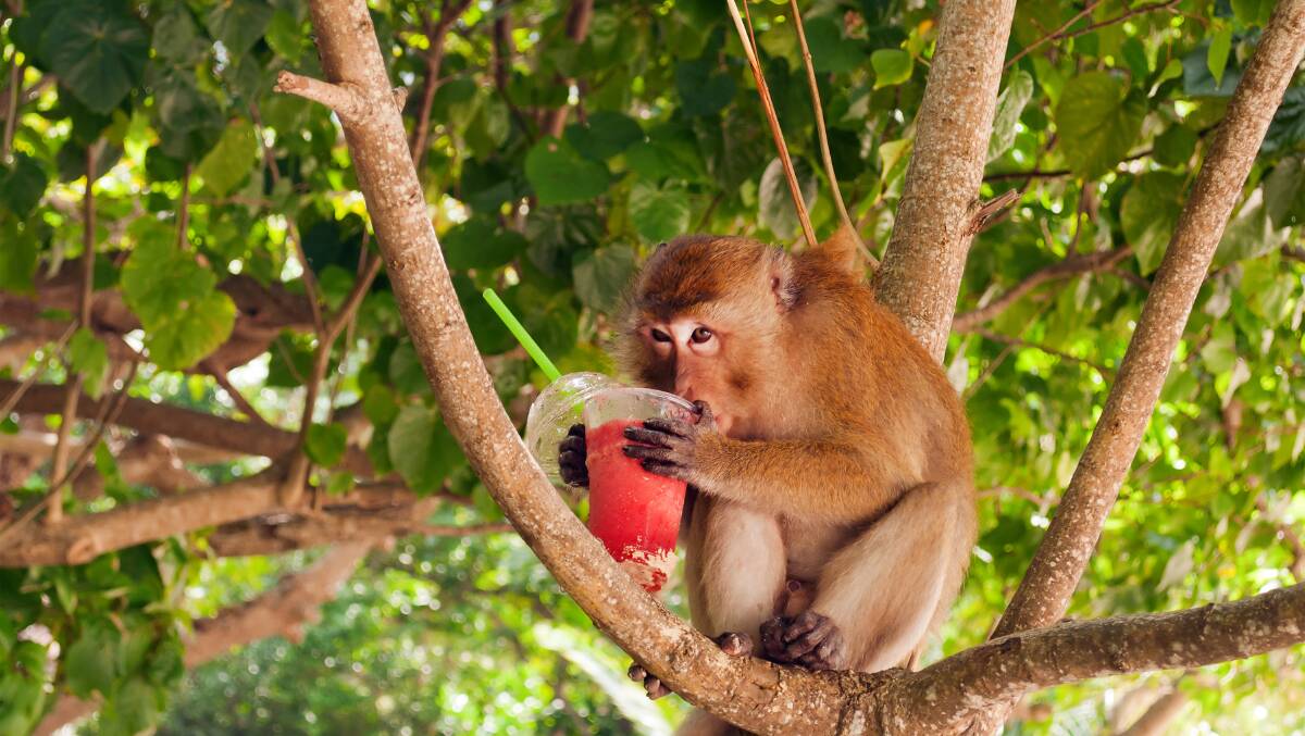 Wildlife sightings. Picture: Shutterstock Wildlife sightings. Picture: Shutterstock