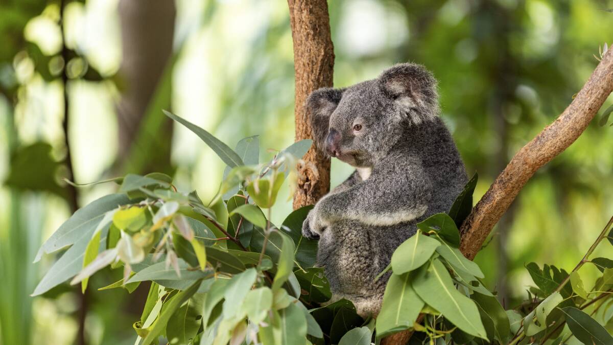 Wild koala sightings are common on the island. Picture by The Edit Suite