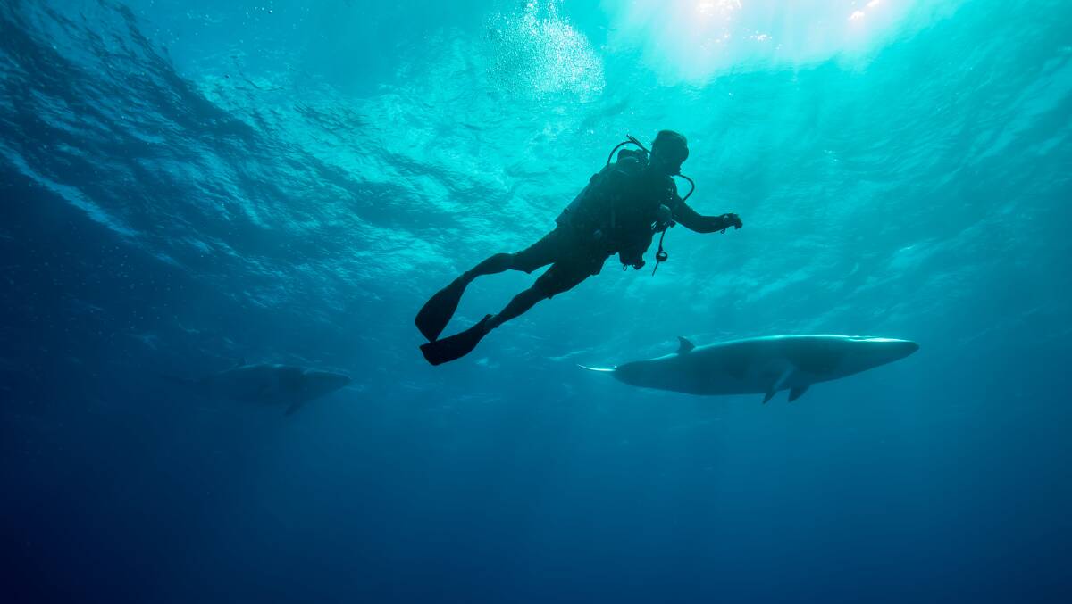 Top 20: Australia's best whale-watching locations, state by state