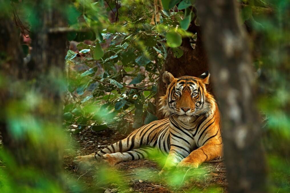 An elusive tiger in India's Ranthambore National Park. Picture: Shutterstock An elusive tiger in India's Ranthambore National Park. Picture: Shutterstock