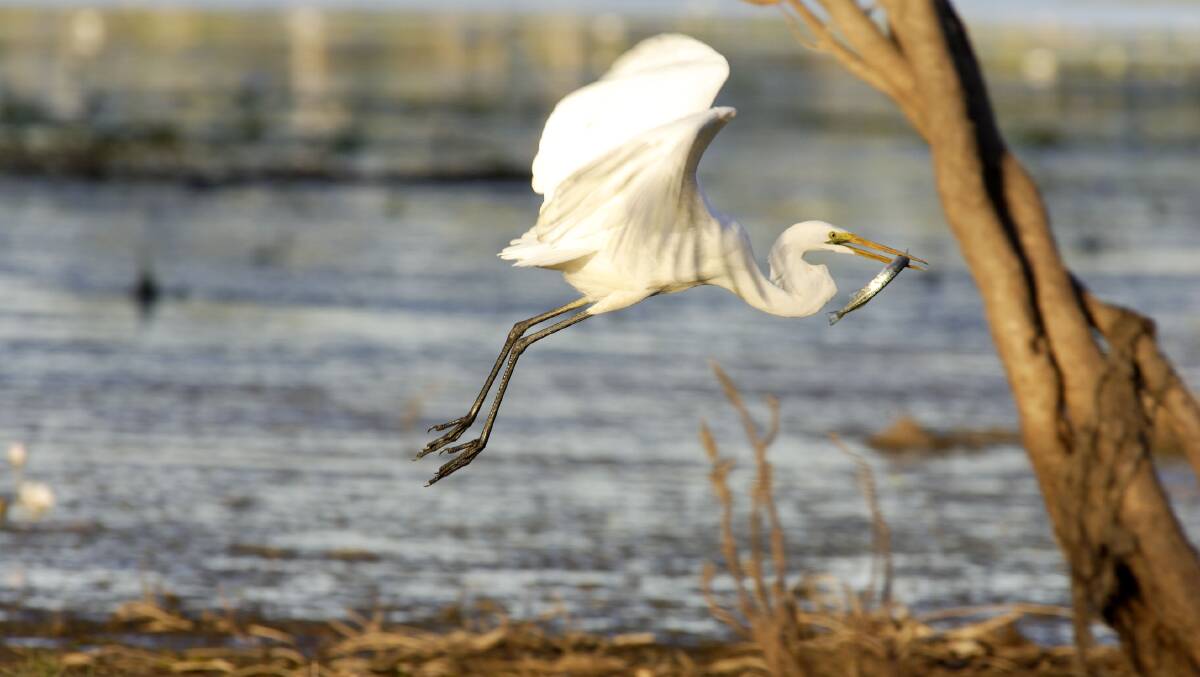 Kakadu Bird Week. Kakadu Bird Week.