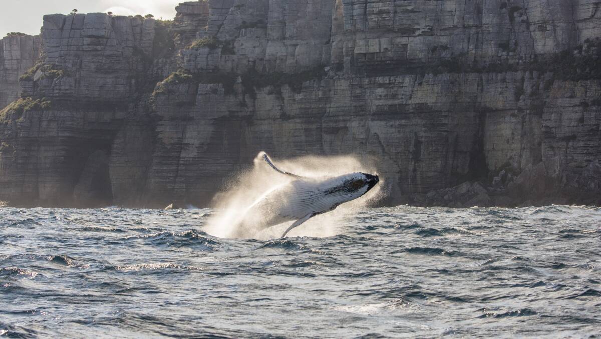 Wild encounters on the NSW South Coast. Picture: Destination NSW Wild encounters on the NSW South Coast. Picture: Destination NSW