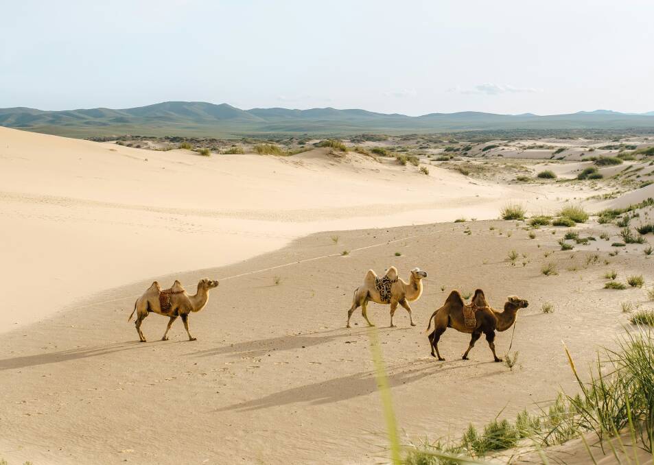 Discover Mongolia as part of a Viking itinerary.