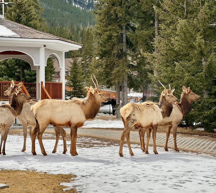 A passing gang of elks in Banff. Picture: Akash Arora A passing gang of elks in Banff. Picture: Akash Arora