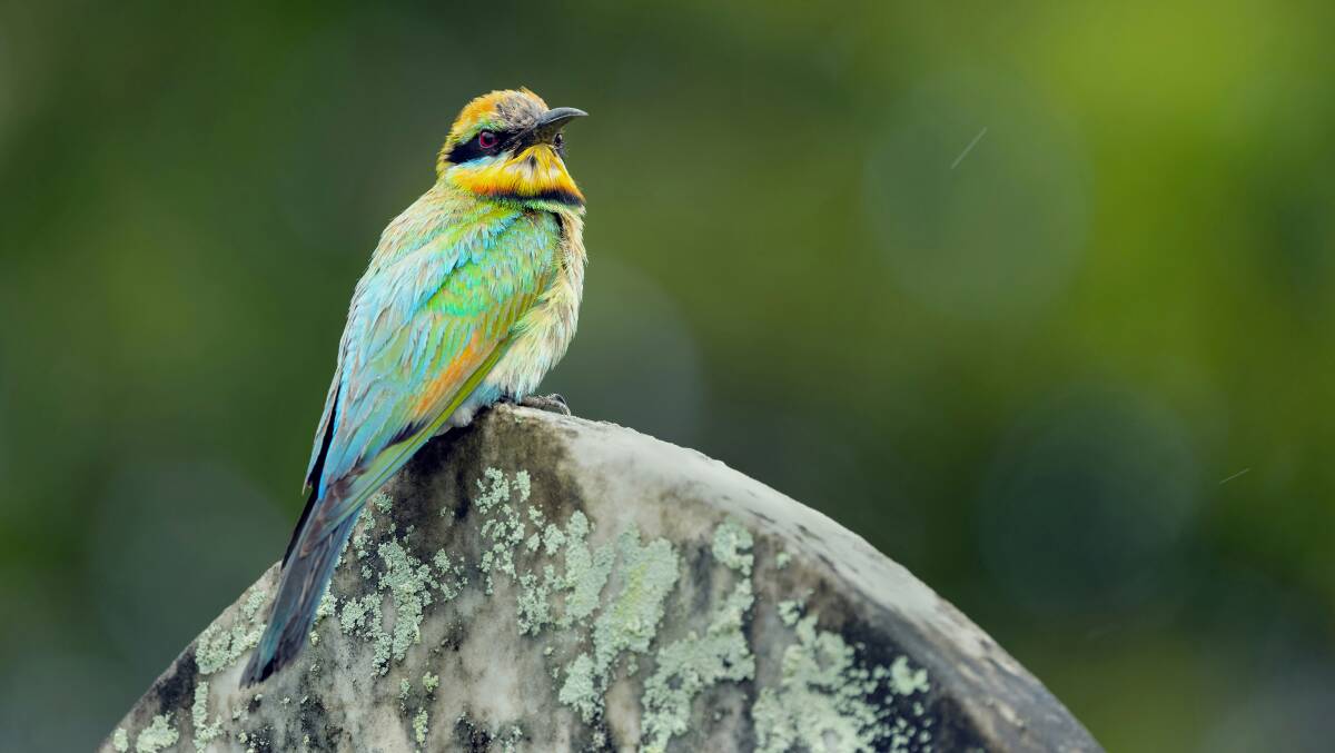 Rainbow Bee-eater photographed in Cairns. Picture Unsplash Rainbow Bee-eater photographed in Cairns. Picture Unsplash