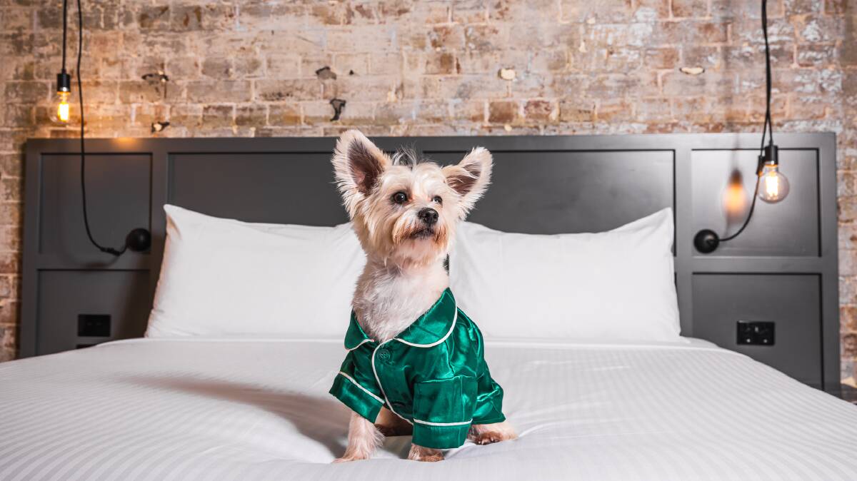 A pooch in pyjamas enjoys Hotel Woolstore 1888's Romney Room. Picture supplied
