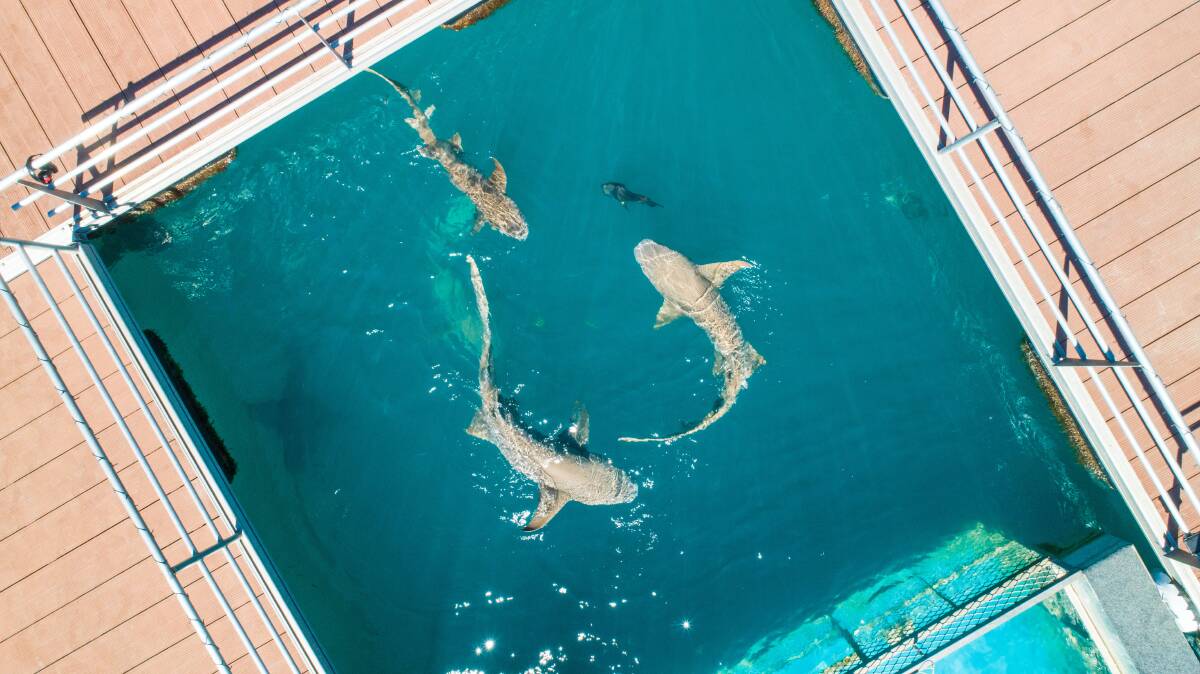 Nurse sharks looking for a snack from Tommy Sherer. Picture via Horizontal Falls Seaplane Adventures Nurse sharks looking for a snack from Tommy Sherer. Picture via Horizontal Falls Seaplane Adventures