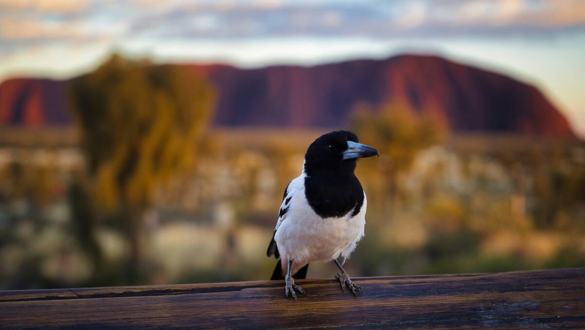 Pied butcherbird near Uluru-Kata Tjuta National Park in the Northern Territory. Picture Unsplash Pied butcherbird near Uluru-Kata Tjuta National Park in the Northern Territory. Picture Unsplash