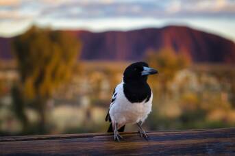 The $3 billion hobby: why birdwatching is fuelling Australia's regional tourism