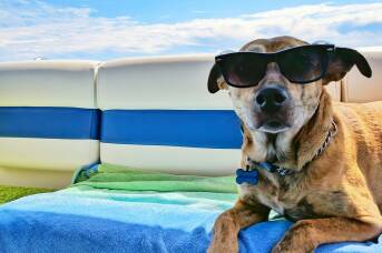 Barking up the right tree: the Australian hotels that pass the pet test