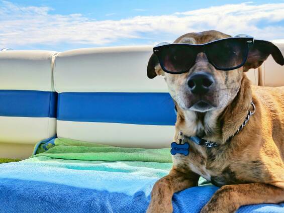 A pooch in paradise. Picture Josh Rakower/Unsplash